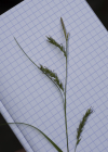 Einzelbild 7 Wald-Segge - Carex sylvatica