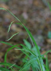 Einzelbild 8 Wald-Segge - Carex sylvatica