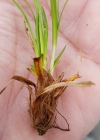 Einzelbild 5 Immergrüne Segge - Carex sempervirens