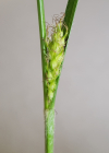 Einzelbild 6 Behaarte Segge - Carex hirta