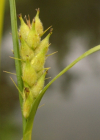 Einzelbild 8 Behaarte Segge - Carex hirta