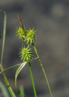 Einzelbild 6 Gewöhnliche Gelbe Segge - Carex flava