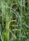 Einzelbild 6 Schnabel-Segge - Carex rostrata