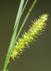 Einzelbild 8 Schnabel-Segge - Carex rostrata