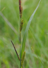 Einzelbild 5 Scharfkantige Segge - Carex acutiformis