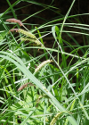 Einzelbild 7 Scharfkantige Segge - Carex acutiformis