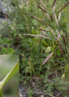Einzelbild 8 Grannenlose Trespe - Bromus inermis