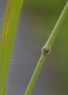 Einzelbild 8 Gersten-Trespe - Bromus hordeaceus
