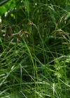 Einzelbild 2 Schöner Schwingel - Festuca pulchella