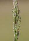 Einzelbild 6 Rohr-Schwingel - Festuca arundinacea
