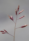 Einzelbild 5 Niedriger Schwingel - Festuca quadriflora