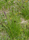 Einzelbild 8 Niedriger Schwingel - Festuca quadriflora