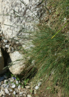 Einzelbild 7 Schaf-Schwingel - Festuca ovina aggr.