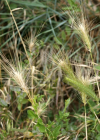 Einzelbild 6 Mäuse-Gerste - Hordeum murinum