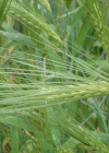 Einzelbild 5 Saat-Gerste - Hordeum vulgare