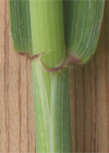 Einzelbild 7 Saat-Weizen - Triticum aestivum