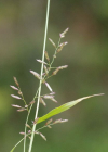 Einzelbild 5 Kleines Liebesgras - Eragrostis minor