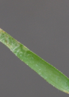 Einzelbild 6 Kleines Liebesgras - Eragrostis minor