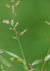 Einzelbild 7 Kleines Liebesgras - Eragrostis minor