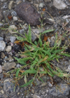 Einzelbild 8 Kleines Liebesgras - Eragrostis minor