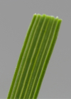 Einzelbild 5 Rasen-Schmiele - Deschampsia cespitosa