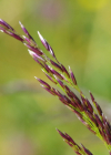 Einzelbild 7 Rasen-Schmiele - Deschampsia cespitosa