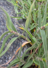 Einzelbild 5 Zweizeiliger Goldhafer - Trisetum distichophyllum