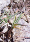 Einzelbild 6 Zweizeiliger Goldhafer - Trisetum distichophyllum