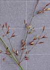 Einzelbild 5 Haar-Straussgras - Agrostis capillaris