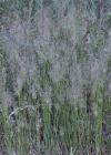 Einzelbild 6 Haar-Straussgras - Agrostis capillaris