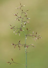 Einzelbild 7 Haar-Straussgras - Agrostis capillaris