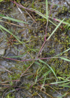 Einzelbild 7 Kriechendes Straussgras - Agrostis stolonifera