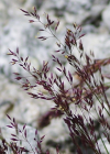 Einzelbild 7 Felsen-Straussgras - Agrostis rupestris