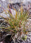 Einzelbild 8 Felsen-Straussgras - Agrostis rupestris