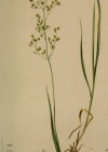 Einzelbild 6 Alpen-Straussgras - Agrostis alpina
