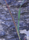 Einzelbild 5 Berg-Reitgras - Calamagrostis varia