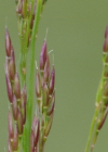 Einzelbild 6 Berg-Reitgras - Calamagrostis varia