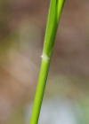 Einzelbild 5 Wolliges Reitgras - Calamagrostis villosa