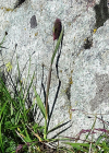 Einzelbild 5 Alpen-Lieschgras - Phleum alpinum aggr.
