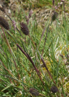 Einzelbild 6 Alpen-Lieschgras - Phleum alpinum aggr.