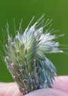 Einzelbild 8 Wiesen-Fuchsschwanz - Alopecurus pratensis