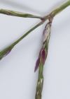 Einzelbild 6 Bluthirse - Digitaria sanguinalis aggr.
