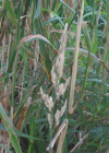 Einzelbild 8 Rohr-Glanzgras - Phalaris arundinacea