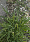 Einzelbild 4 Grüne Borstenhirse - Setaria viridis