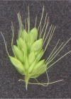 Einzelbild 7 Grüne Borstenhirse - Setaria viridis
