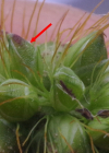 Einzelbild 6 Graugrüne Borstenhirse - Setaria pumila