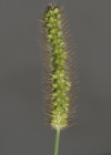 Einzelbild 7 Graugrüne Borstenhirse - Setaria pumila