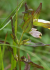 Einzelbild 7 Wiesen-Wachtelweizen - Melampyrum pratense
