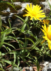 Einzelbild 8 Weidenblättriges Rindsauge - Buphthalmum salicifolium