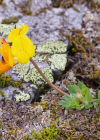 Einzelbild 8 Alpen-Hornklee - Lotus alpinus